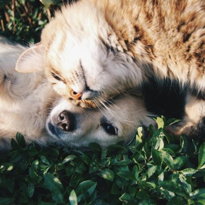 orange tabby cat beside fawn short coated puppy